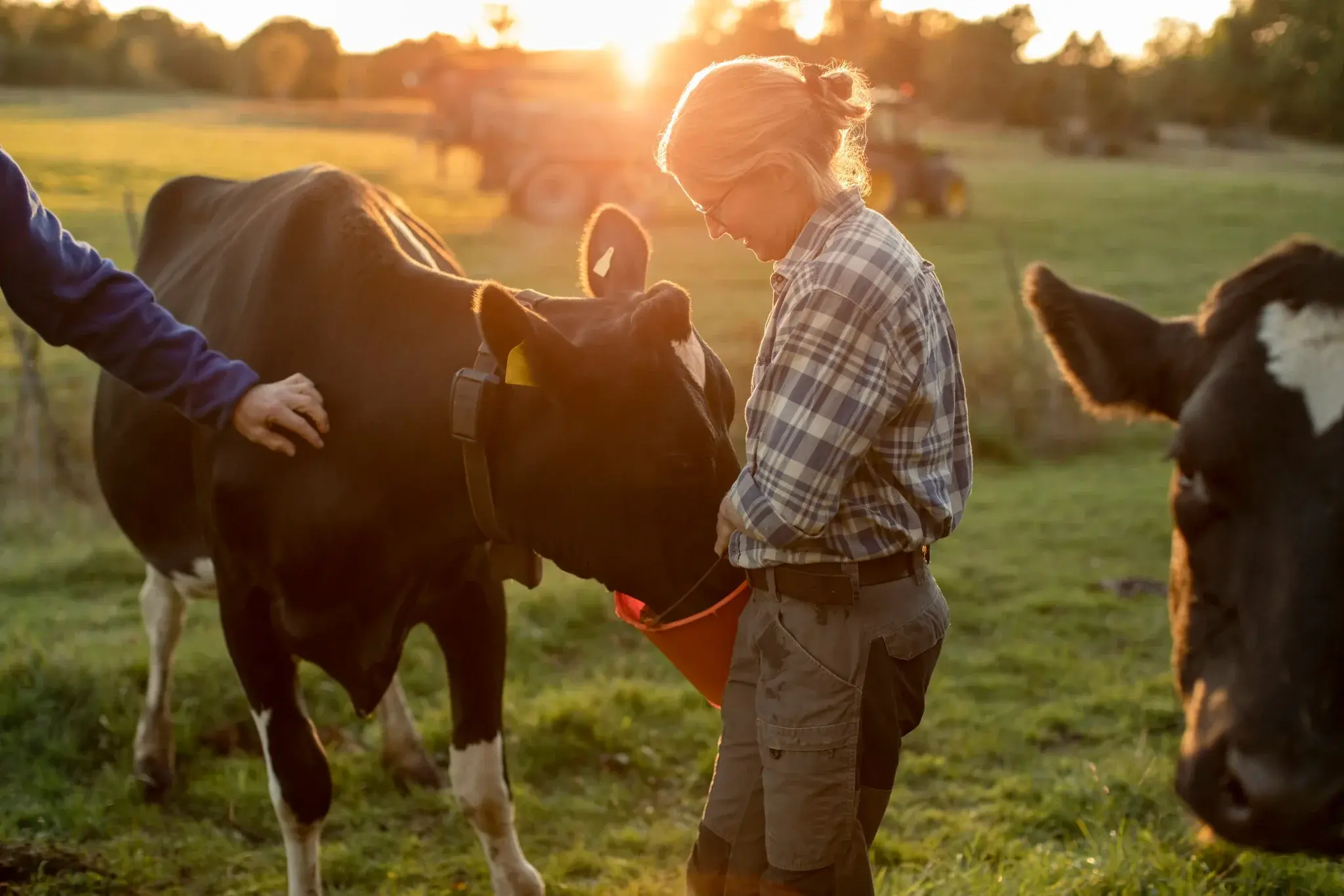 Healthy animals in pastoral farm setting